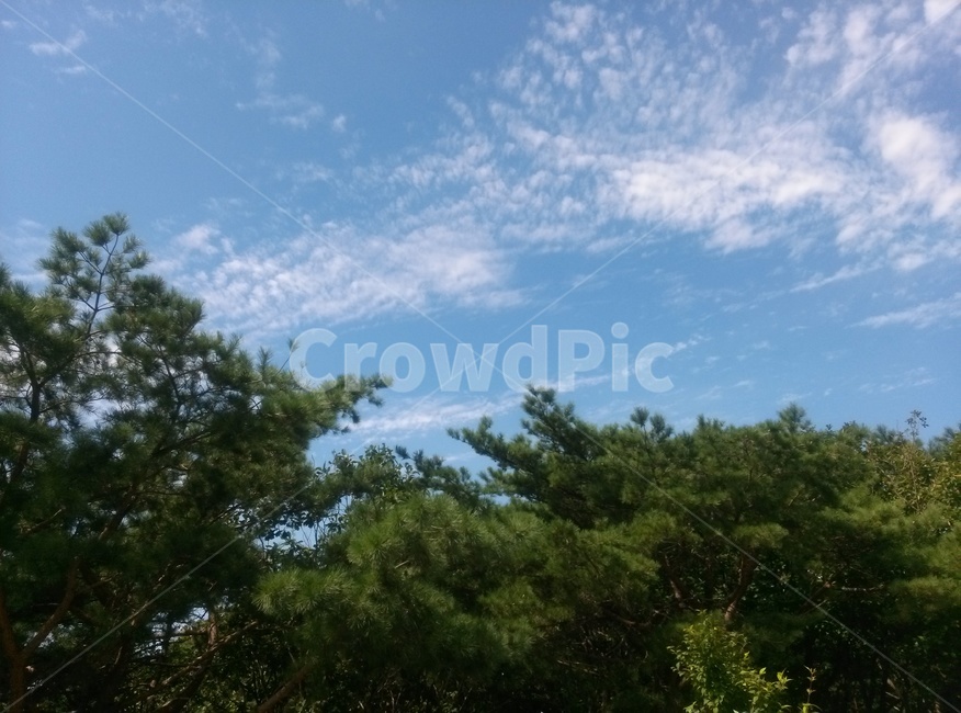 자연,nature,나무,tree,하늘,sky,숲,forest