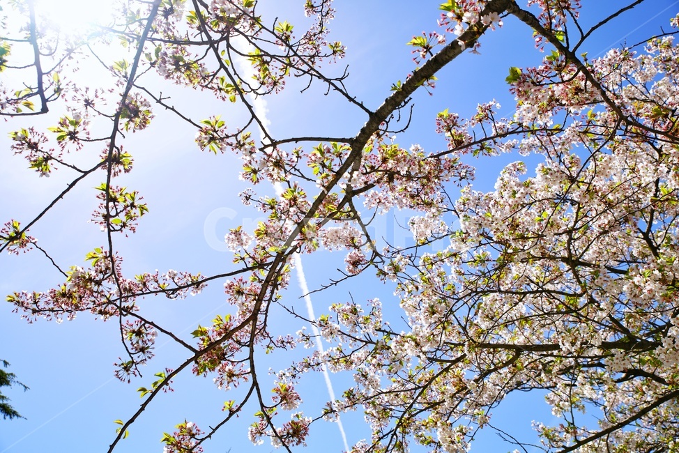 봄,꽃,자연,풍경,벚꽃,하늘,인공구름,날씨,봄,계절,spring,season,식물,자연,plants,nature,꽃,flower,plant