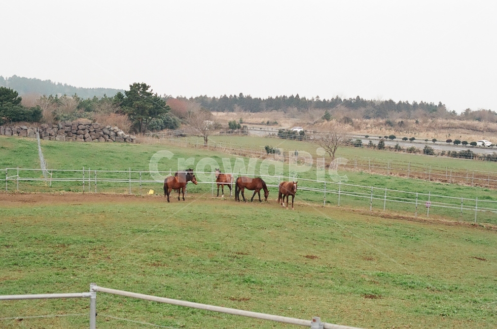 제주,field,들,nature,목초지,grassland,farm,농장,농촌,rural,한지방,countryside,pasture,목장,동물,animal,포유류,mammal