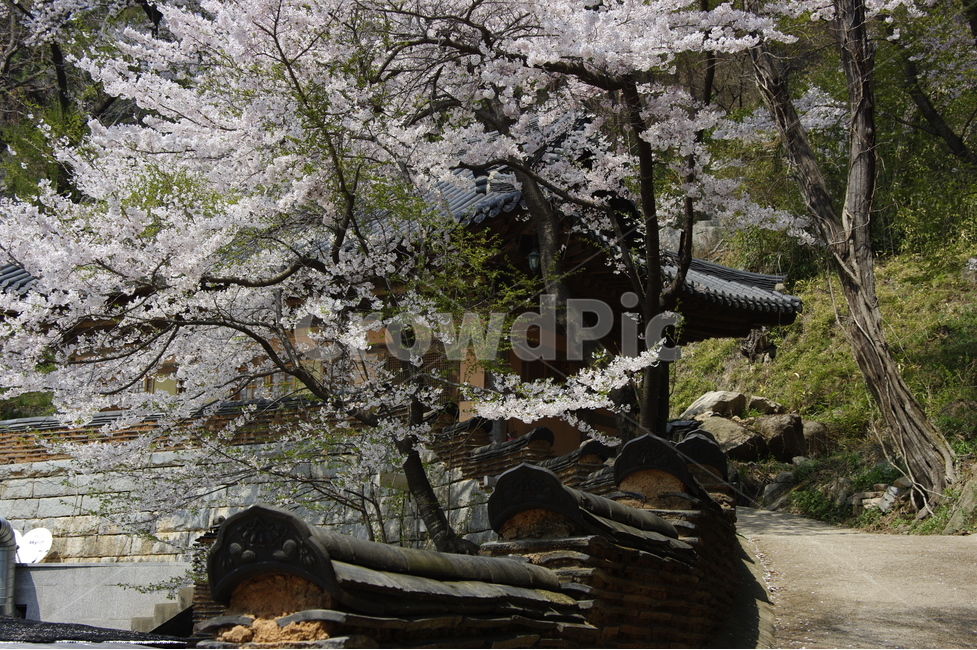 벚꽃,기와,사적지,봄,흰꽃,전통,봄,계절,spring,season,한국전통,한국문화,korean traditional,korean culture,건축물,건물외관,exterior,building,structure,architecture,construction,plant,식물