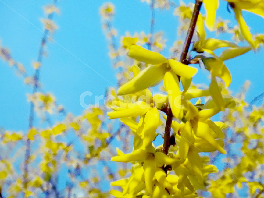 개나리,꽃,새싹,봄,식물,식물,자연,plants,nature,꽃,flower