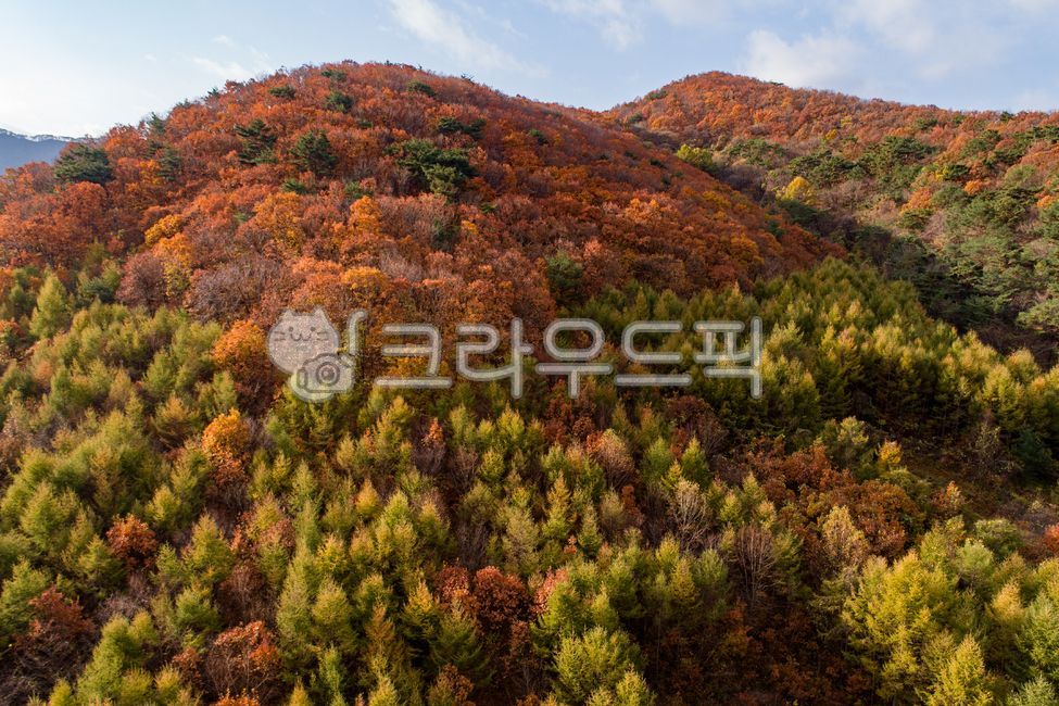가을, 단풍, 계절, 산, 나무, 사진,이미지,일러스트,캘리그라피 - pobiris작가