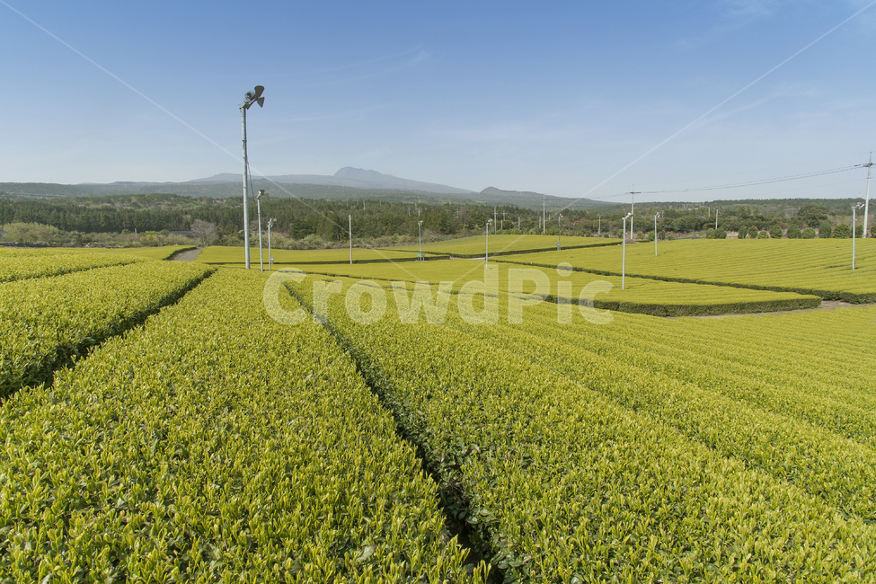 녹차,녹차밭,감성,맑음,field,들,grassland,목초지,outdoors,옥외,nature,자연