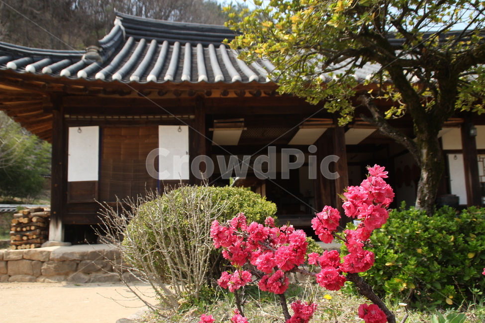 송소고택,고택,목조건물,봄,꽃,새순,새잎,배경,songso,oldhouse,woodenbuilding,spring,flower,newleaf,bud,shoot,background,한국전통,한국문화,korean traditional,korean culture,건축물,건물외관,exterior,building,structure,architecture,construction