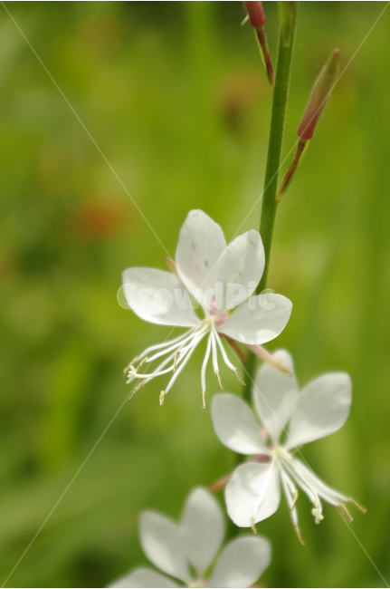 바늘꽃,꽃,식물,flower,color,nature,자연,식물,자연,plants,nature,꽃,flower