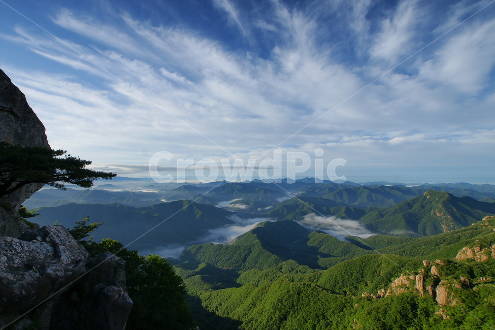 대둔산,운해,신록,구름,안개,소나무,완주군,자연,풍경,nature,landscape,한국자연풍경,한국자연경관,korea nature landscape,outdoors,옥외