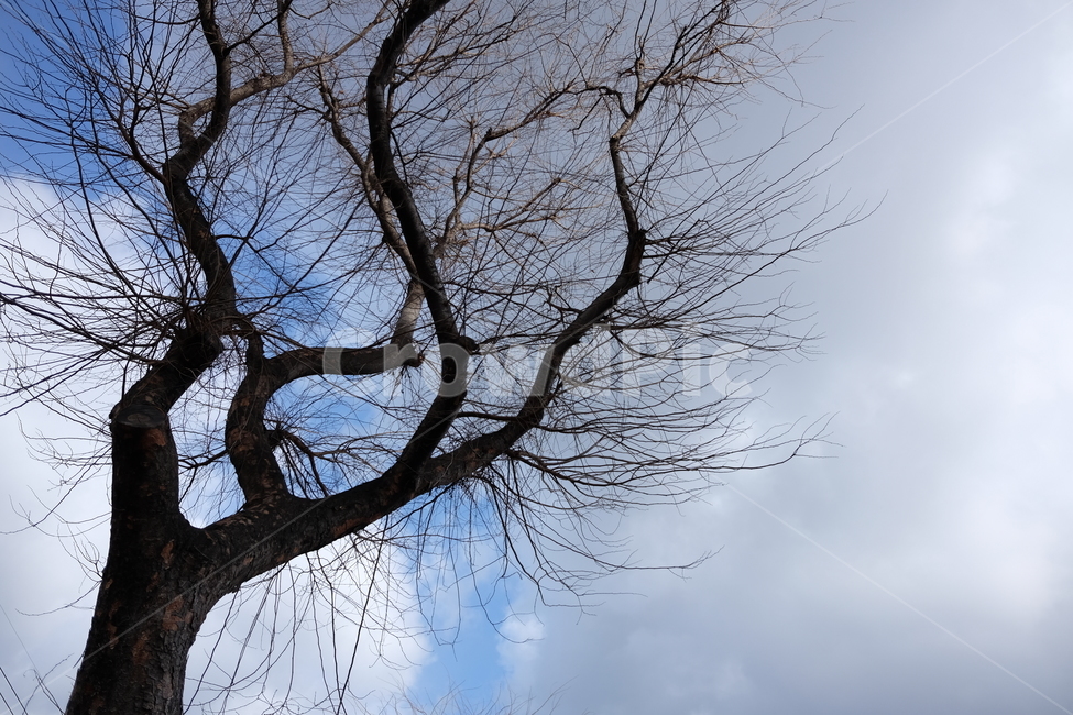 하늘,구름,나무,겨울,자연,배경,제주,겨울,계절,winter,season,식물,자연,plants,nature,나무,trees,wood