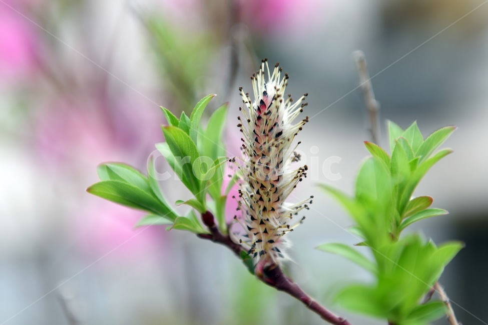 식물,꽃,감성사진,자연,flower,꽃사진,봄,봄꽃,계절,감성,4월,spring,힐링,자연풍경,풍경,봄,계절,spring,season,식물,자연,plants,nature,꽃,flower,plant