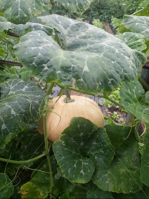 식물,plant,호박,호박잎,자연,잎,식물,자연,plants,nature