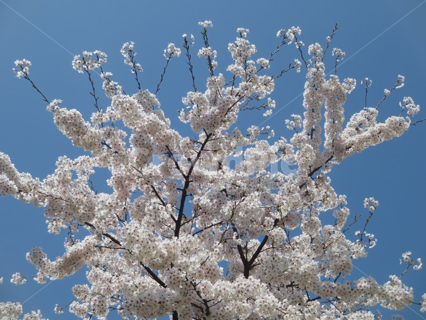 봄,계절,나들이,봄꽃,따뜻한,자연,배경,백그라운드,시즌,개화,감성,풍경,친환경,background,springseason,만개,산책,공원,맑은,푸른,하늘,sensiblefeeling,나무,nature,plants,wood,plant,식물,blossom,flower,꽃,흰꽃,cherryblossom,하얀꽃,벚꽃,산