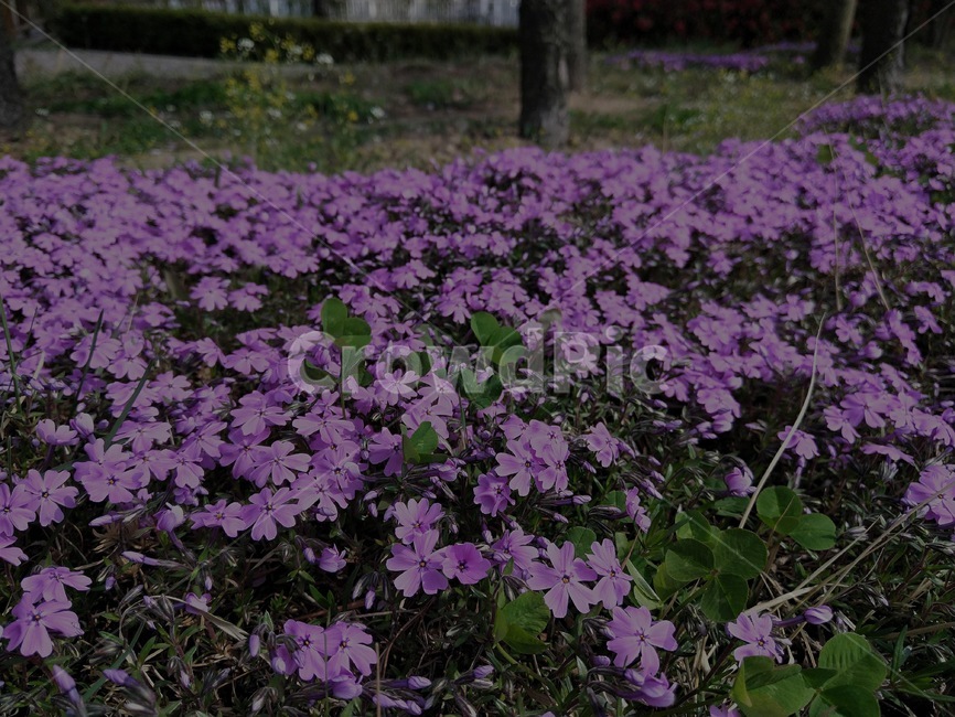 분홍꽃,꽃길,봄꽃,예쁜,봄,봄날,식물,자연,plants,nature,꽃,flower