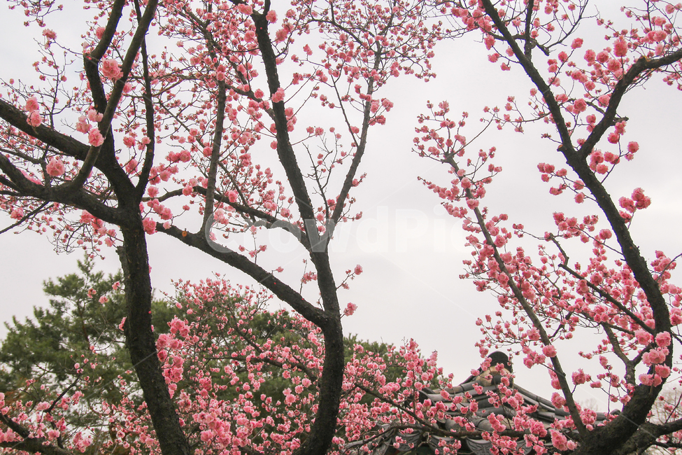 홍매화,매화나무,매화,매화꽃,봄,꽃,자연,풍경,감성사진,봄,계절,spring,season,식물,자연,plants,nature,꽃,flower,나무,trees,wood,plant,blossom,cherry blossom,벚꽃