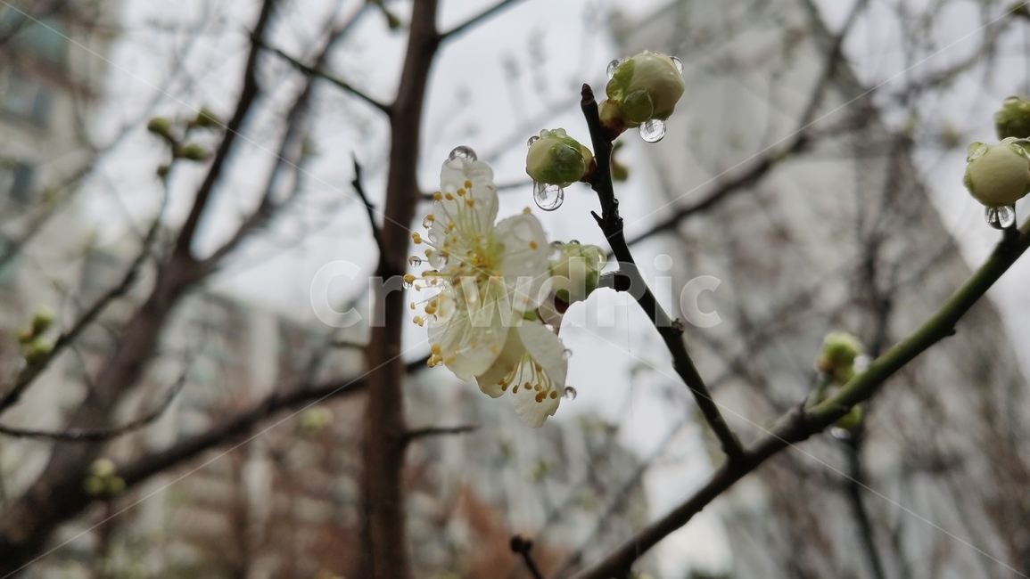 매화,매실나무,매화나무,plum,청매화,prunusmume,매화꽃,plant,식물,flower,blossom,꽃