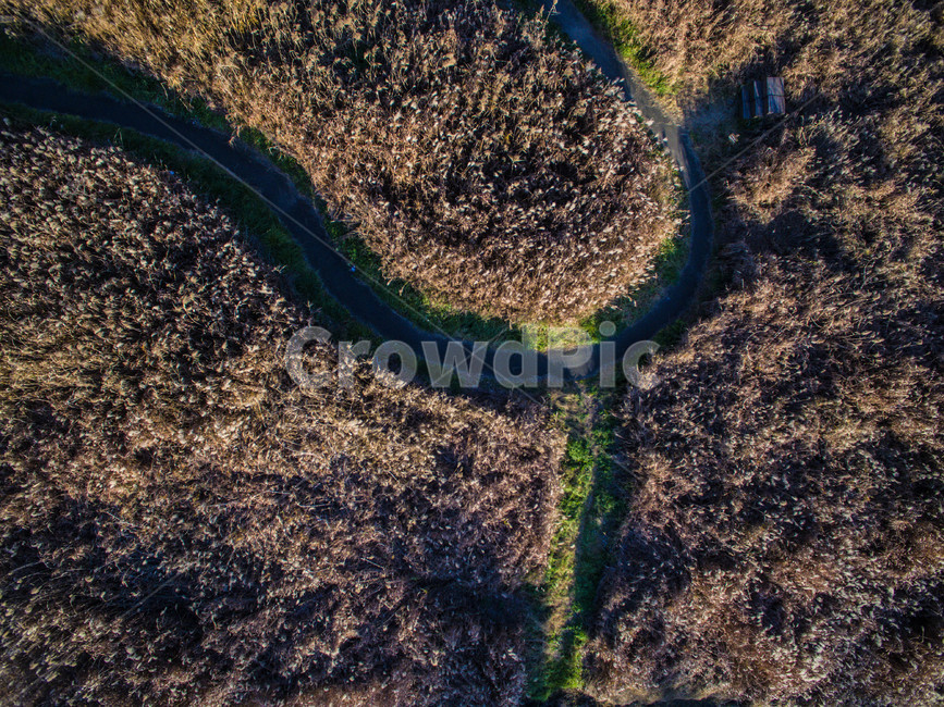 길,풍경,배경,갈대,도로,식물,자연,풍경,nature,landscape,경치,outdoors,옥외,scenery,aerial view,조감도