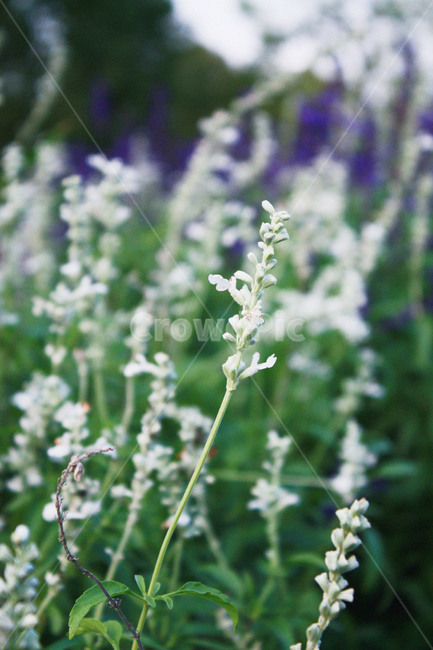 자연,꽃,식물,공원,하얀색,식물,자연,plants,nature,꽃,flower