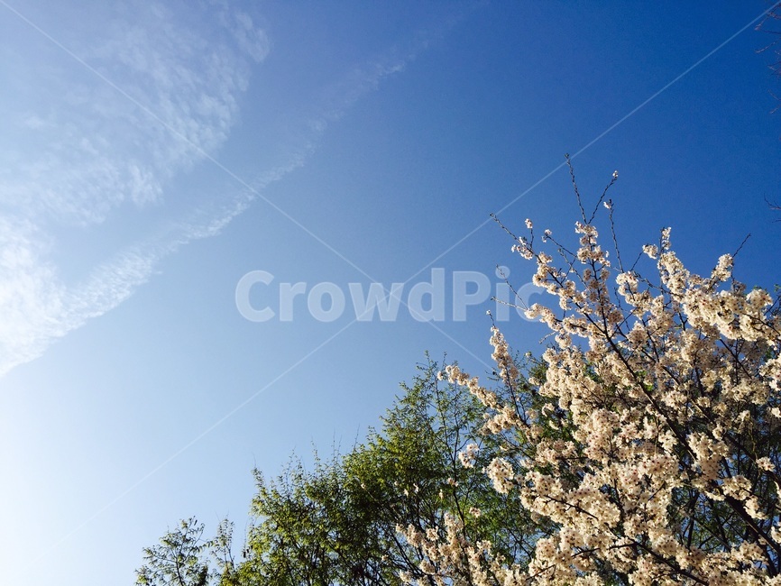 벚꽃,봄하늘,꽃,하늘,봄,봄,계절,spring,season,자연,풍경,nature,landscape,plant,식물