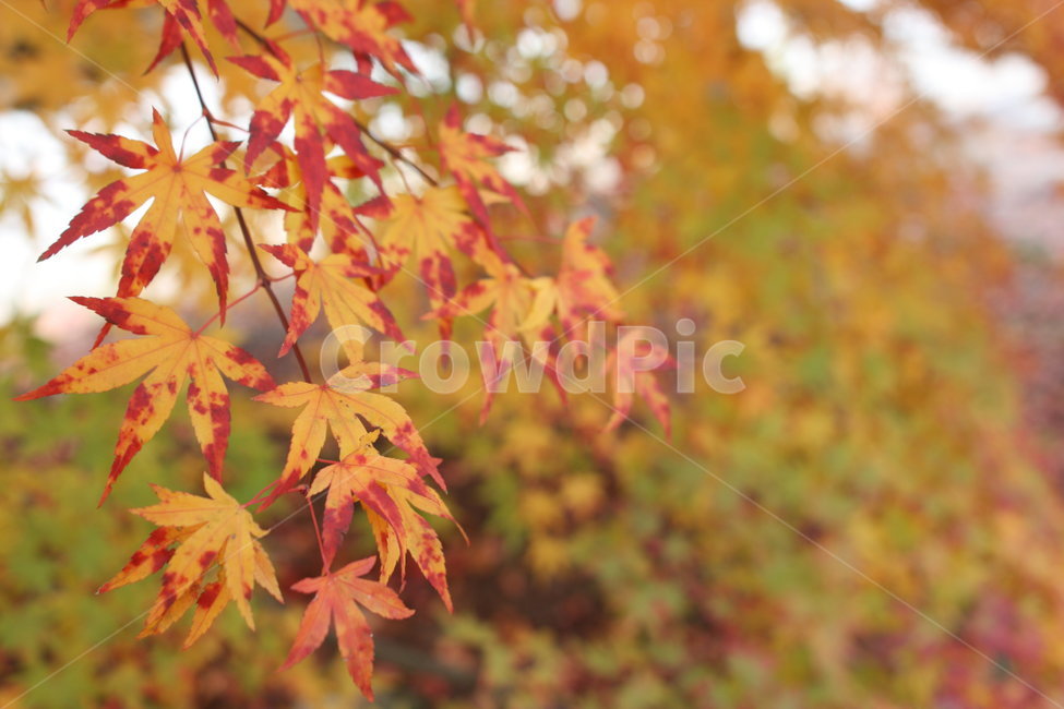 단풍,가을,산,자연,붉은,단풍나무,단풍잎,가을,계절,fall,autumn,season,plant,식물,leaf,잎,tree,나무