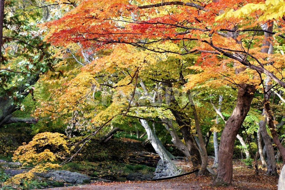 가을,단풍,낙엽,자연,나무,풍경,울긋불긋,계절,아름다움,식물,숲속,fall,trees,nature,autumn,season,단풍잎,단풍나무,자연풍경,벤치,감성,가을,계절,fall,autumn,season,자연,풍경,nature,landscape,식물,plants,나무,trees,wood,tree,plant,tree trunk,나무 줄기,maple