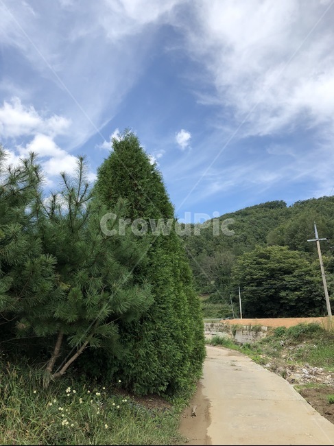 시골,풍경,골목길,나무,자연,자연,풍경,nature,landscape,tree,plant,식물,fir,전나무