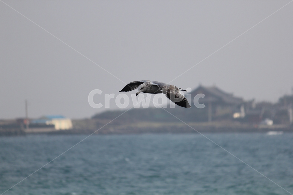 갈메기,바다,동물,근접사,하늘,동물,animal,조류,새,birds