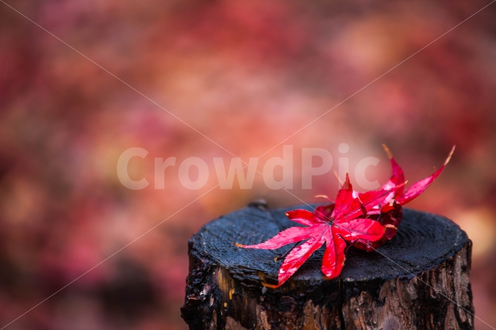 가을,남이섬,단풍,가을비,가을여행,가을,계절,fall,autumn,season,식물,자연,plants,nature,감성,sensible,feeling,plant,leaf,잎,tree,나무