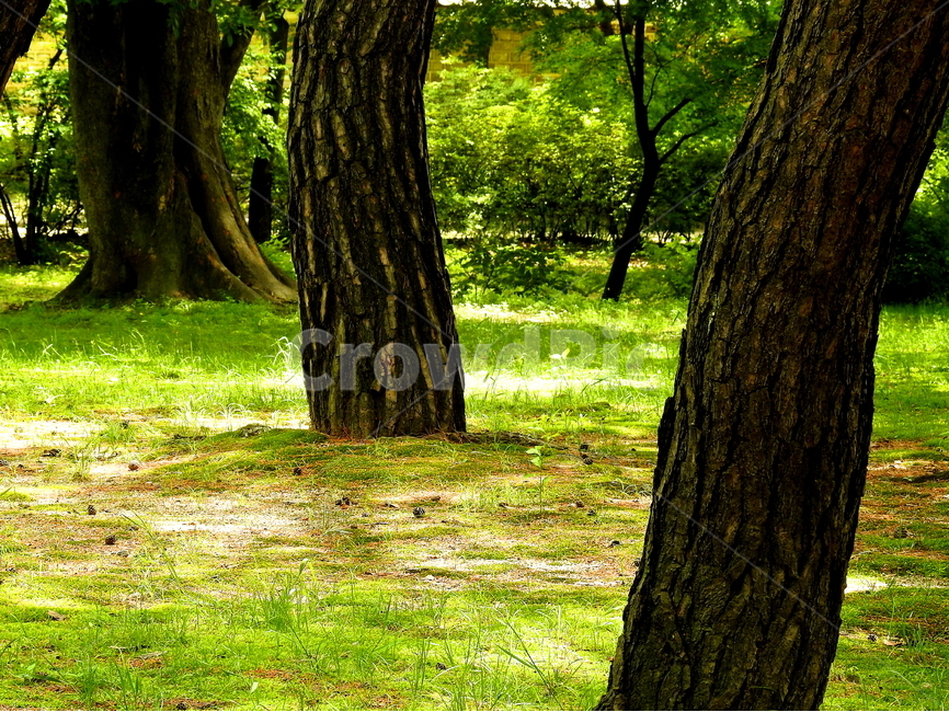 풍경,자연,식물,나무,소나무,자연,풍경,nature,landscape,식물,plants,나무,trees,wood,휴식,힐링,rest,relaxation,healing,tree trunk,나무 줄기,tree,plant