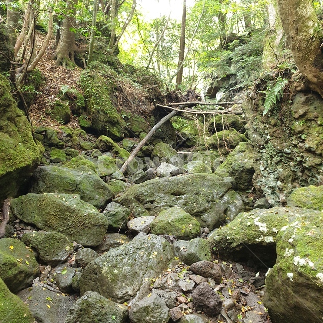 제주도,바위,자연,계곡,숲속안,숲속,숲,plant
