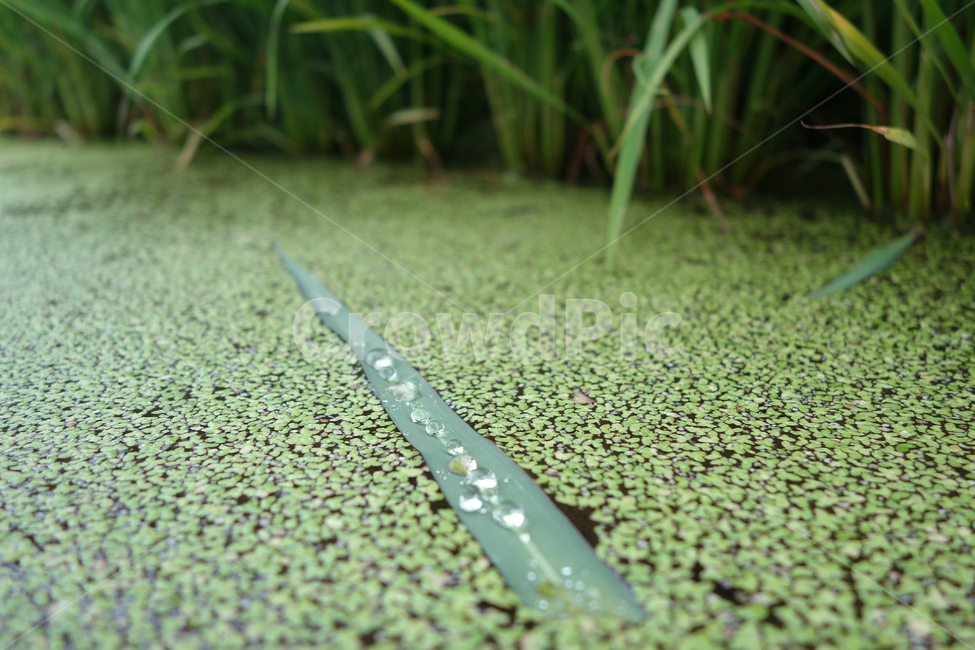 물방울,개구리밥,식물,녹색,풀,식물,자연,plants,nature