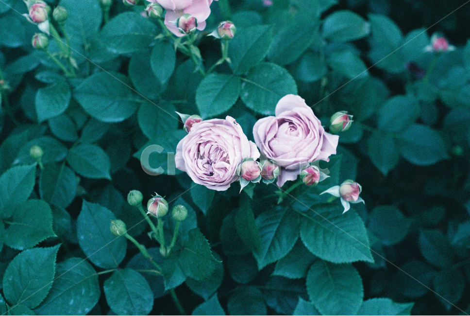 식물,장미,장미꽃,꽃,축제,필름사진,감성,필카,plant,rose,flower,film,식물,자연,plants,nature,꽃,flower,색깔,색상,색채,색감,color sense,color sensitivity,feeling of color