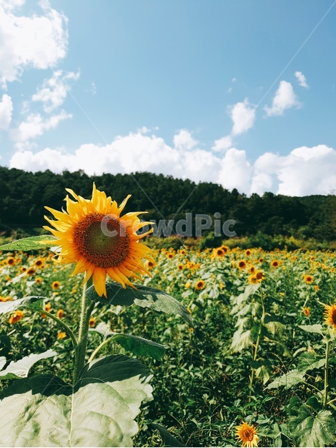 공원,해바라기,산책,블로썸,plant,식물,flower,blossom,꽃,하늘,스카이,풍경,썬플라워,여름꽃,여름,식물,자연,plants,nature,꽃,flower