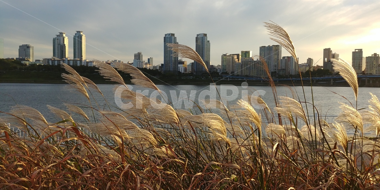 갈대,한강,가을,해질녘,바람,fall,autumn,sky,wind,river,sunset
