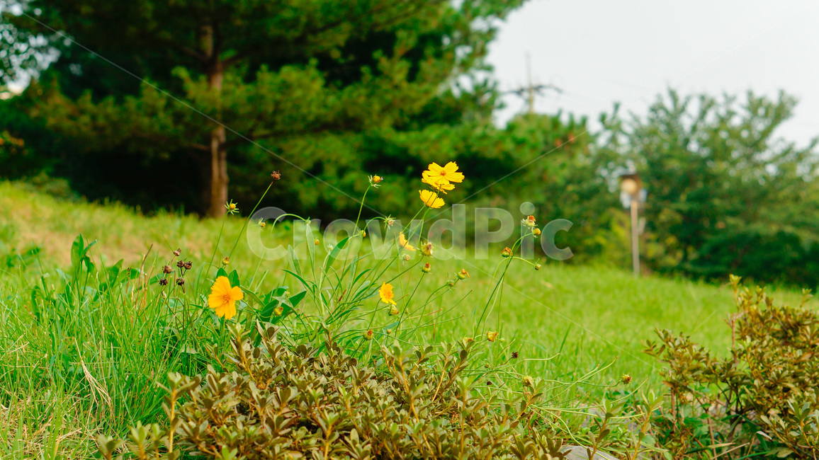 야생화,들꽃,노란꽃,풀밭,잔디,초록,노랑,나무,들판,wildflower,yellowflower,flower,grass,green,yellow,tree,자연,풍경,nature,landscape,field,들,grassland,목초지,outdoors,옥외