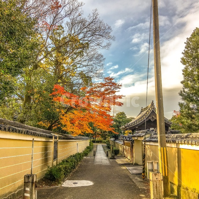 alleys,골목길,단풍,maple,나무,구름,파란하늘,하늘,cloud,전봇대,가옥