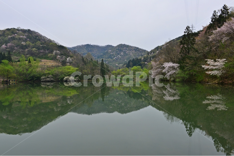 tree,나무,plant,식물,nature,자연,outdoors,옥외,전나무,water,물,화순,세량지,세량제,저수지,세량지봄,벚꽃,산벚꽃,봄,계절,반영,자연,풍경,nature,landscape