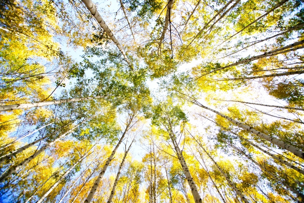 강원도,원정리,자작나무,군락지,노랑색,가을,푸른하늘,나무,자연,풍경,nature,landscape,가을,계절,fall,autumn,season,plant,식물