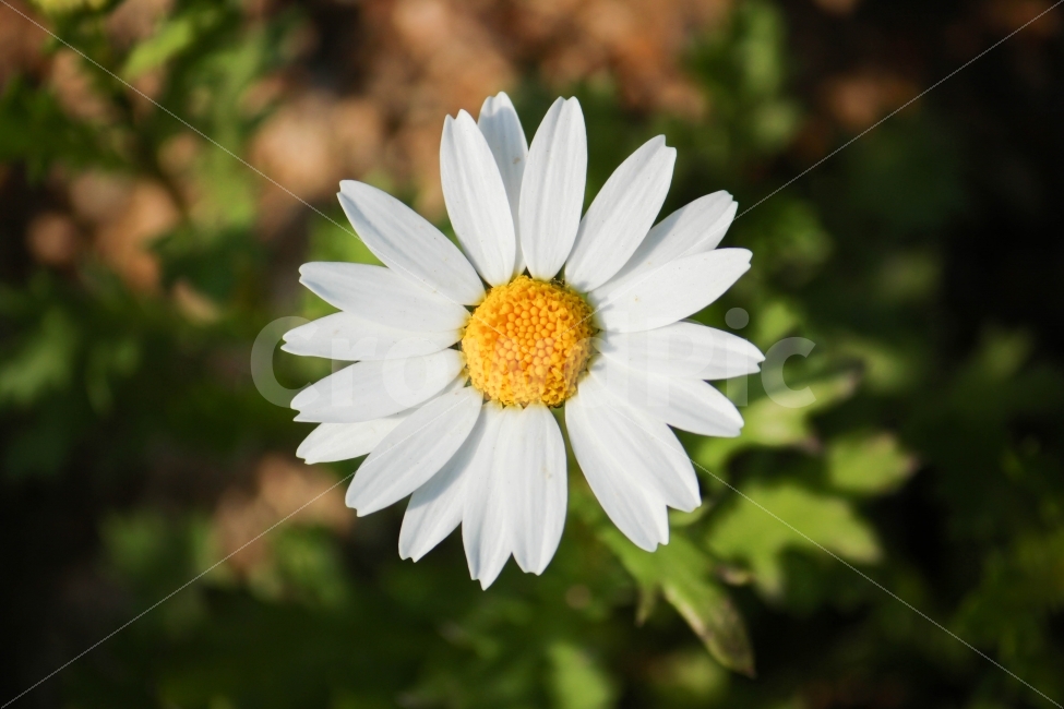 꽃,식물,울릉국화,접사,야생,식물,자연,plants,nature,꽃,flower