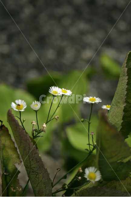 개망초,식물,flower,plants,nature,꽃,꽃봉오리,식물,자연,plants,nature,꽃,flower