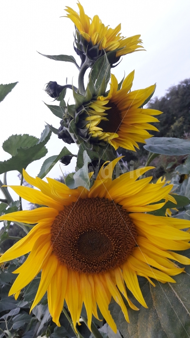하늘공원,해바라기,꽃,숭배,하늘,식물,자연,plants,nature,꽃,flower