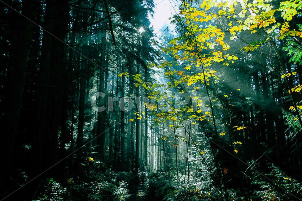 숲속,숲,자연,나무,나무숲,자연,풍경,nature,landscape,휴식,힐링,rest,relaxation,healing,tree,plant,식물,vegetation,초목
