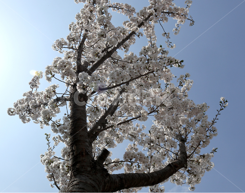 벚꽃,봄,나무,자연풍경,꽃,봄,계절,spring,season,식물,자연,plants,nature,꽃,flower,나무,trees,wood,plant