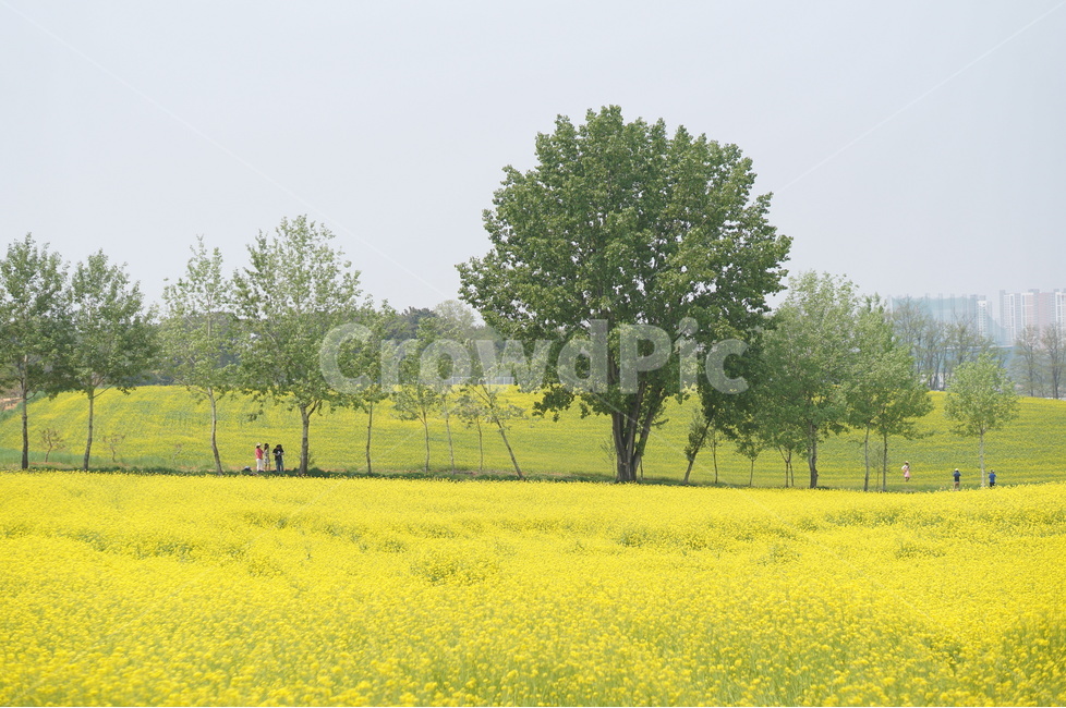 유채꽃,봄,노랑노랑,햇살,나무,풍경,봄,계절,spring,season,자연,풍경,nature,landscape,field,들,outdoors,옥외,grassland,목초지
