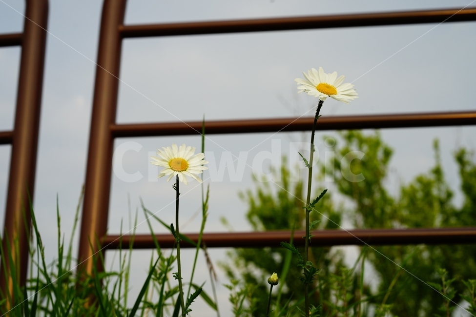 꽃,들꽃,들판,나들이,산책,산보,걷기,플라워,식물,화사,힐링,flower,스냅,자연,화이트,식물,자연,plants,nature,꽃,flower