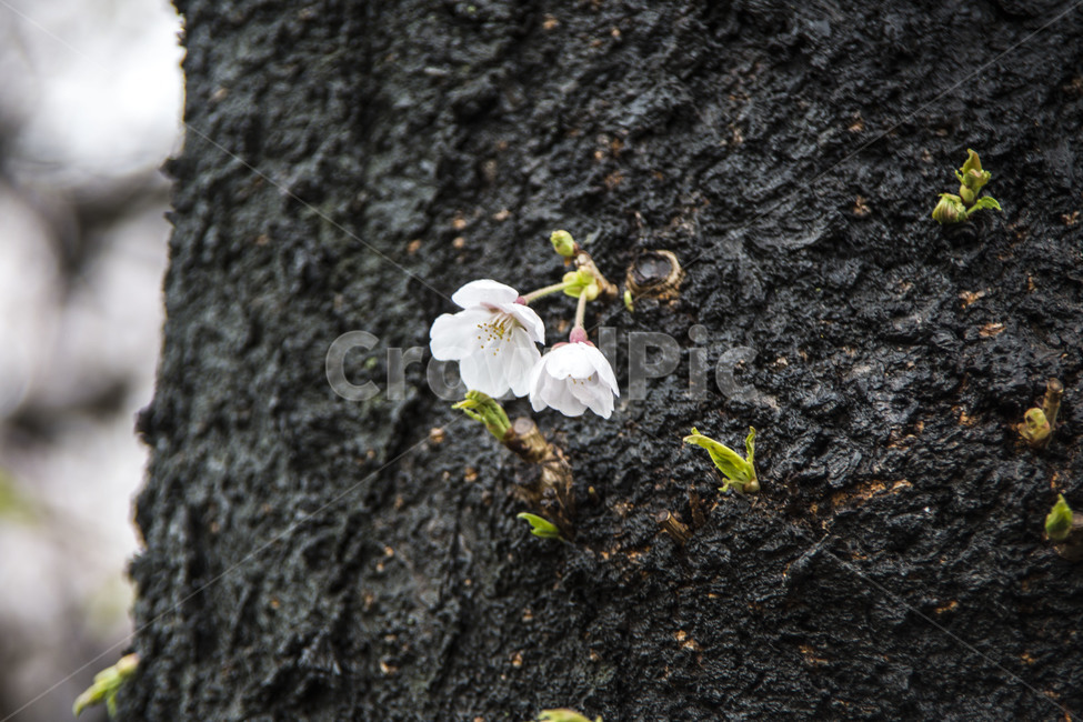 벗꽃,문양,고목,봄비,감성,질감,봄,계절,spring,season,식물,자연,plants,nature,꽃,flower,plant
