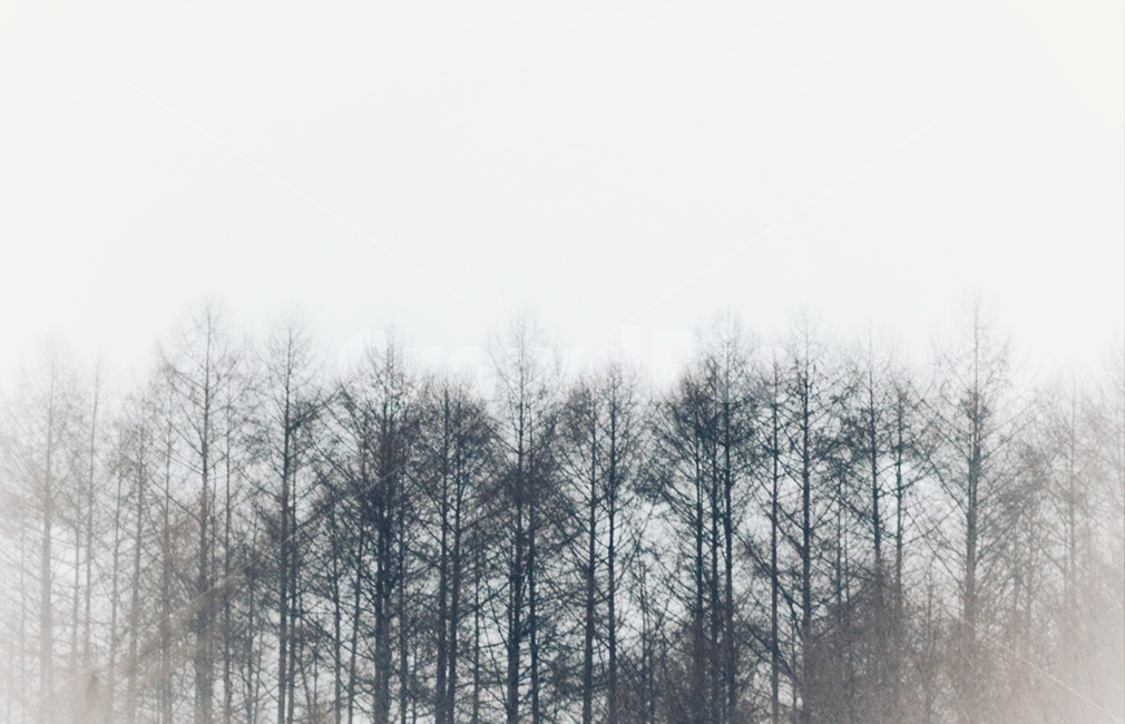 겨울숲,겨울,겨울나무,nature,자연,outdoors,옥외,plant,식물,tree,나무,woodland,삼림지,forest,숲,grove,작은숲