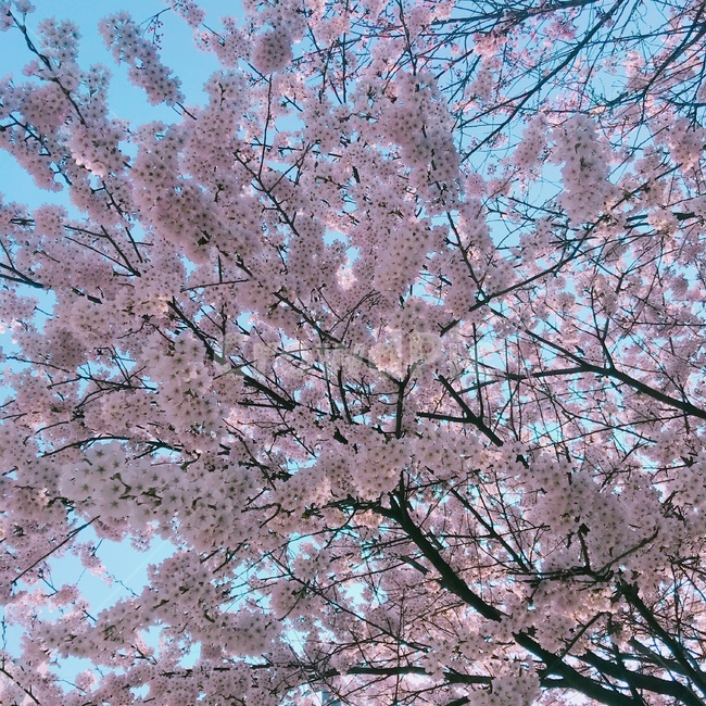벚꽃,꽃,봄,봄날,좋은날씨,봄,계절,spring,season,plant,식물,blossom,flower