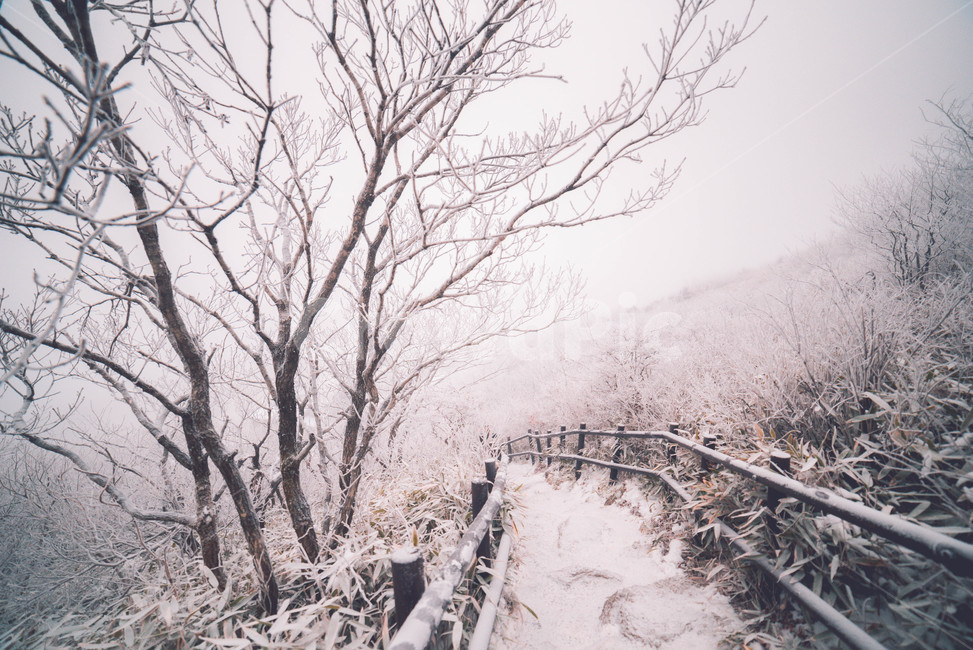 눈,snow,겨울,자연,winter,겨울,계절,winter,season