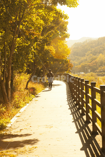 가을,산책,둘레길,몽환적,분위기,황금빛,햇살,계절,나무