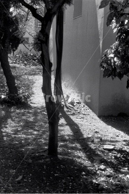 자연,봄,흑백,흑백사진,고양이,길고양이,나무,풍경,골목길,alley,흑백,모노톤,monochrome,black and white,ground,바닥