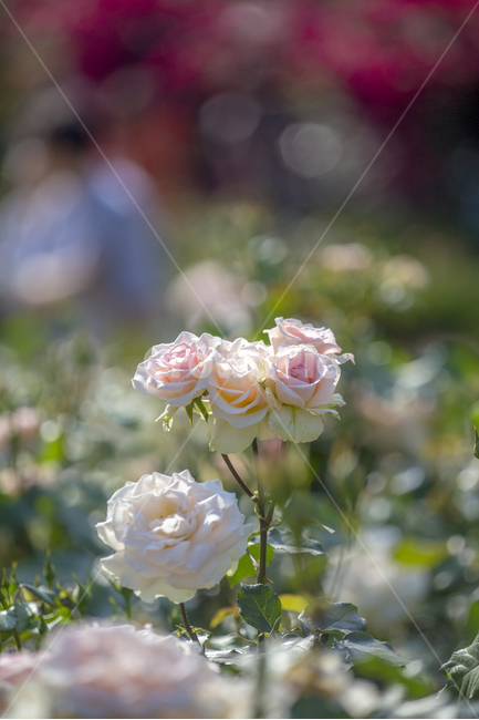 꽃,장미꽃,백장미,식물,장미,식물,자연,plants,nature,꽃,flower