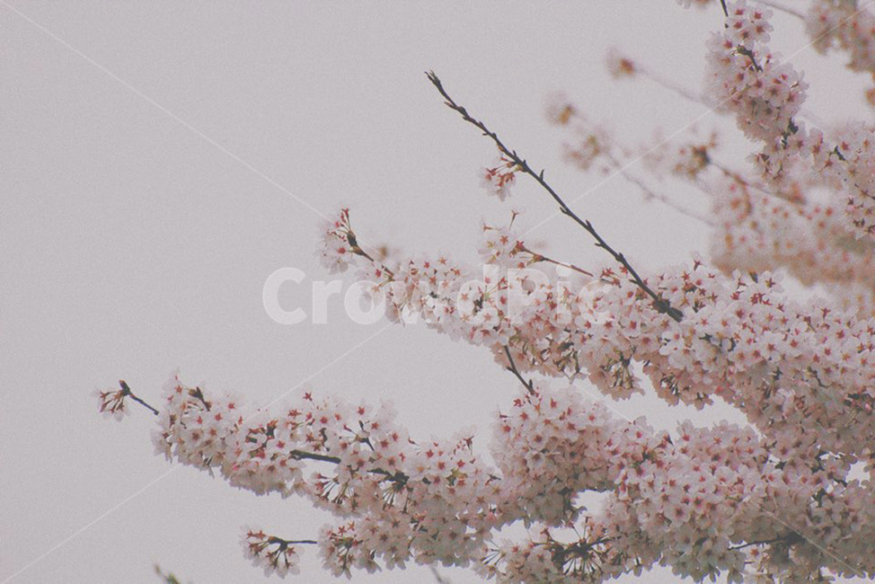 감성,벚꽃,봄,핑크,꽃,봄,계절,spring,season,식물,자연,plants,nature,꽃,flower,감성,sensible,feeling,plant,blossom